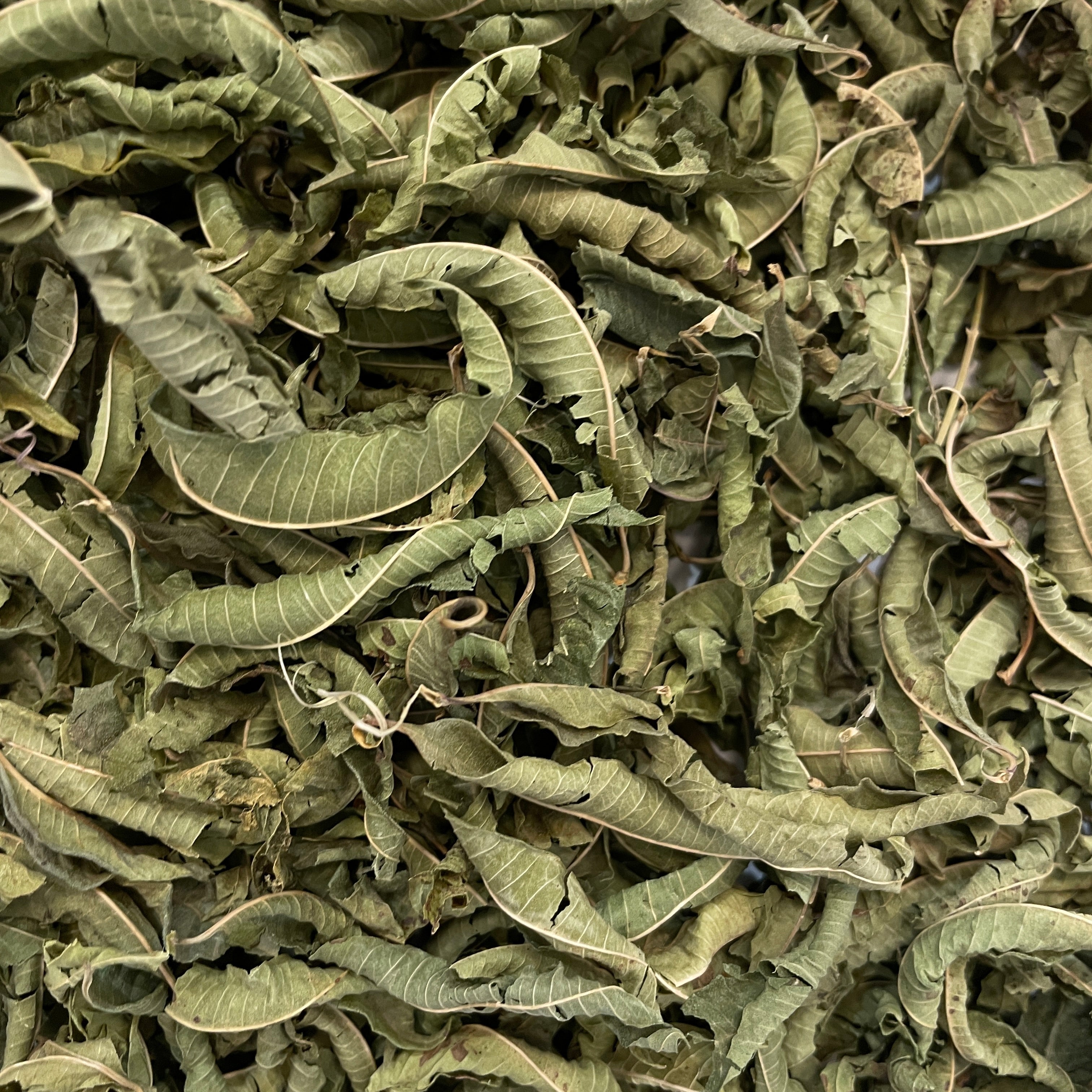 レモンバーベナ　N°1