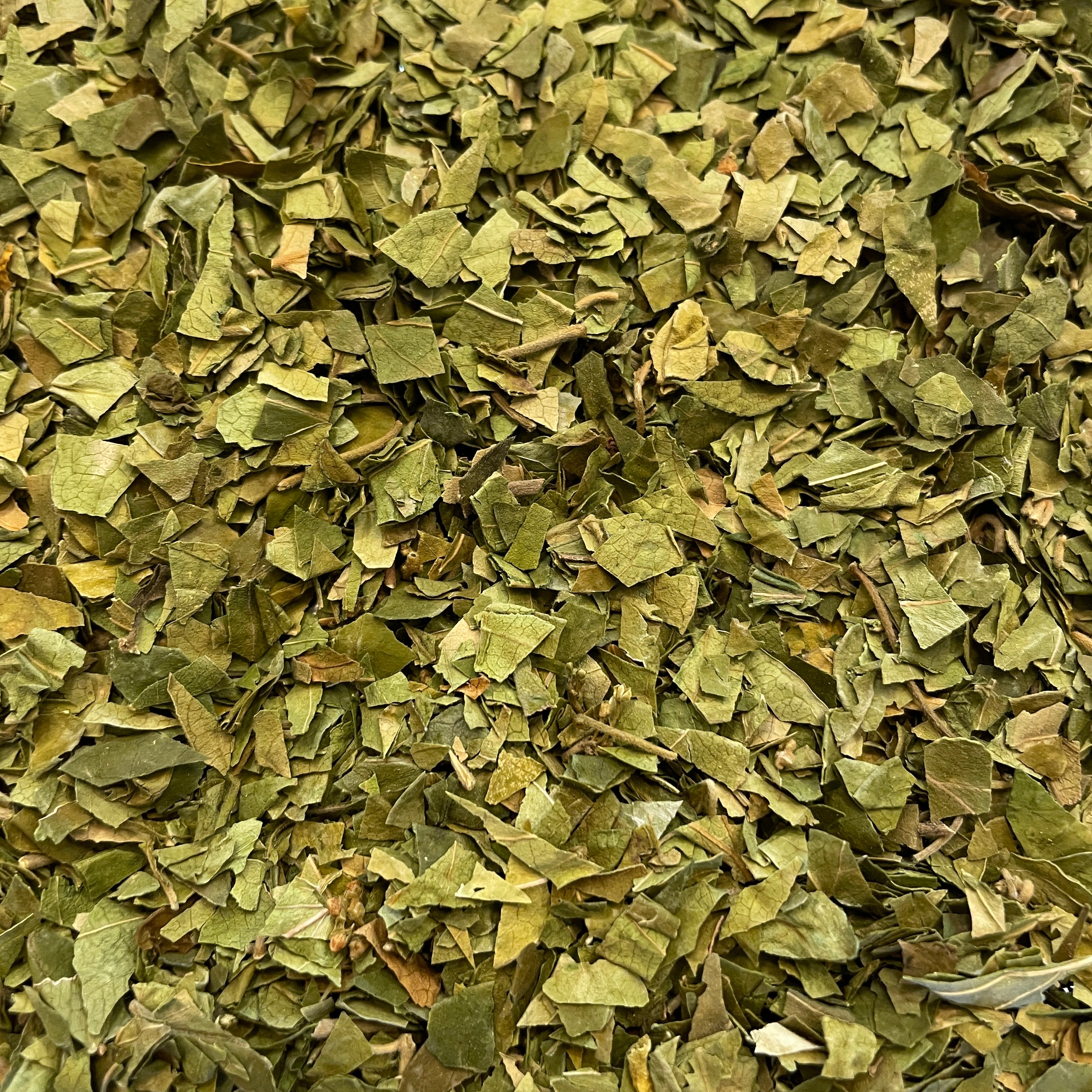 ギムネマシルベスタ